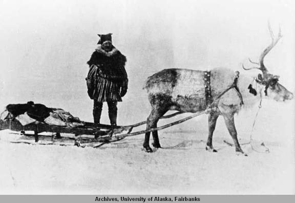 Reindeer_hitched_to_sled